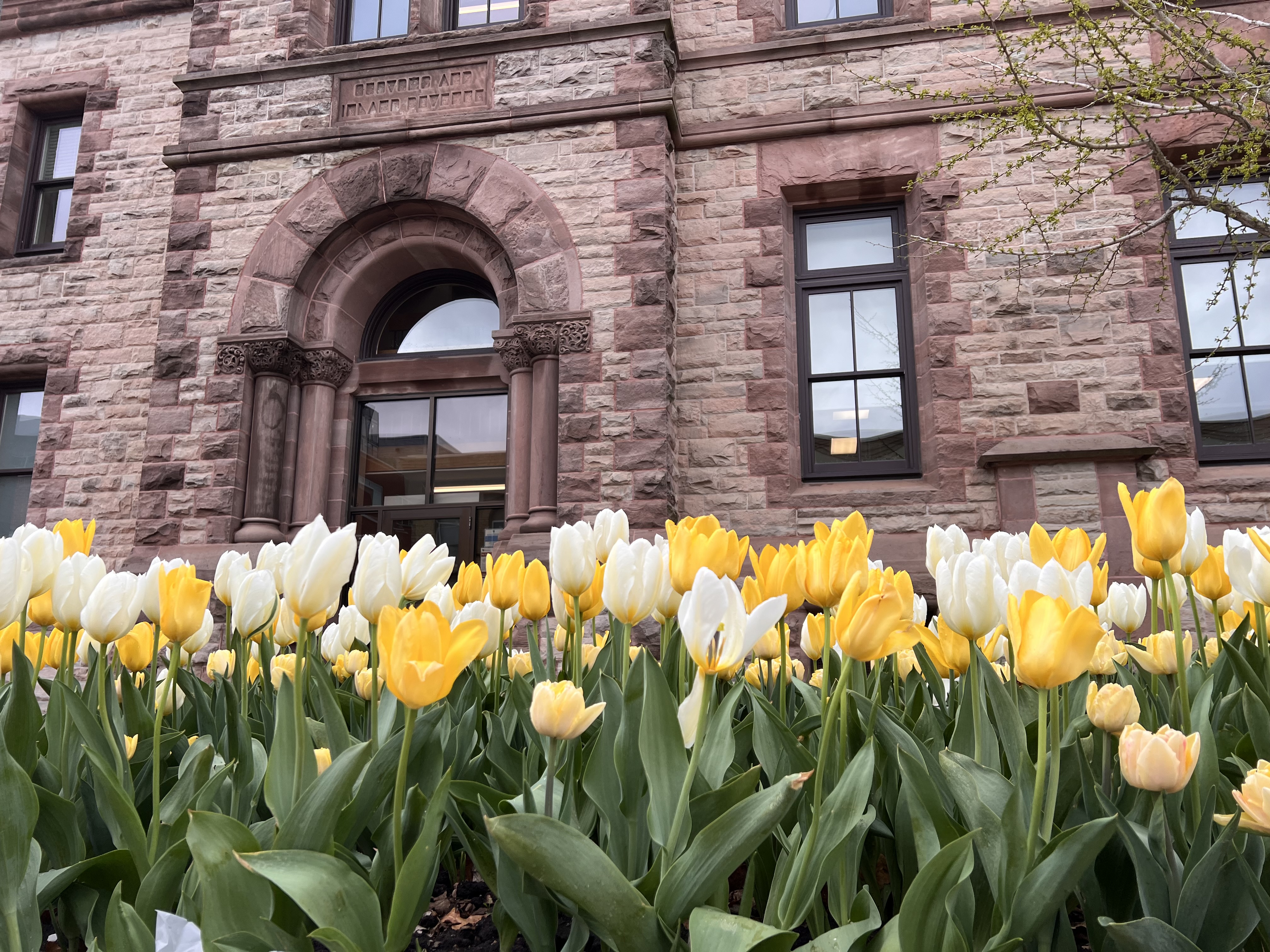 Yellow Tulips in front of rock building
