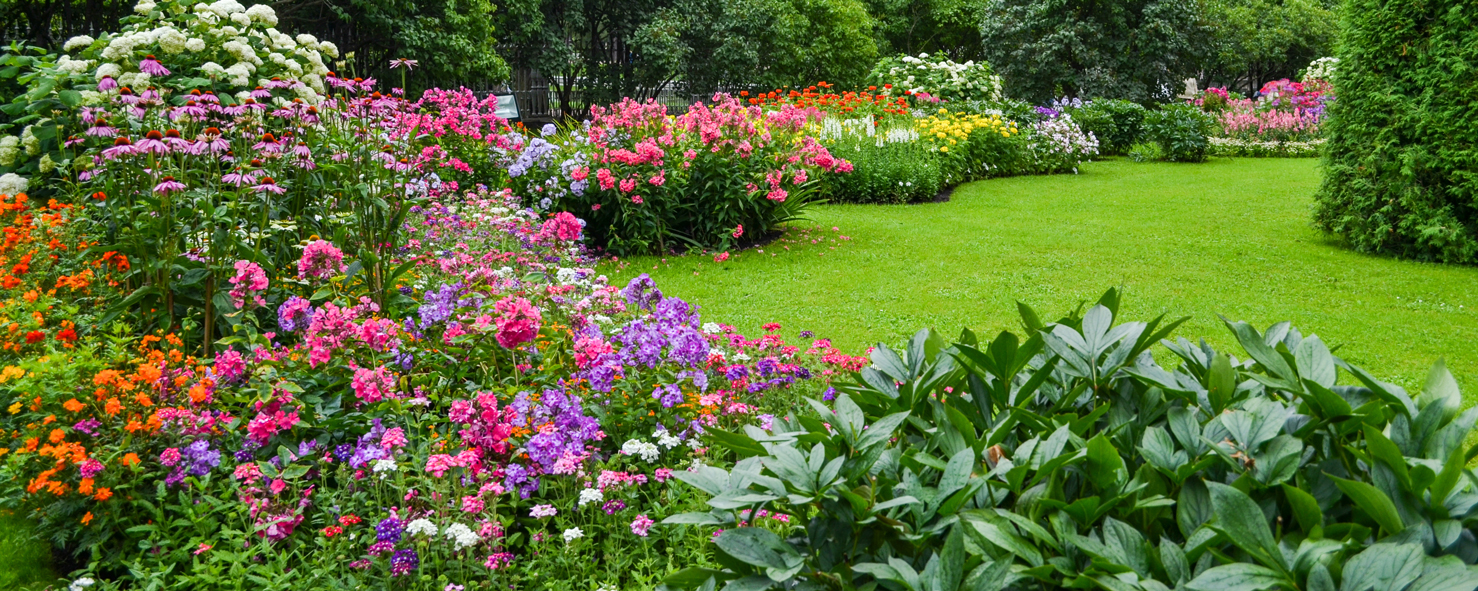 bright flowers and shrubs in a garden setting